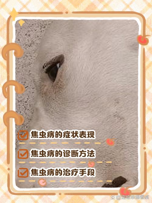 狗狗得焦虫病的症状,狗狗得焦虫病的症状图片-第1张图片 狗狗得焦虫病的症状,狗狗得焦虫病的症状图片-第1张图片