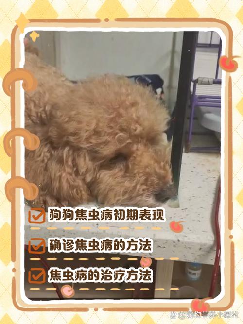 狗狗得焦虫病的症状,狗狗得焦虫病的症状图片-第3张图片 狗狗得焦虫病的症状,狗狗得焦虫病的症状图片-第3张图片