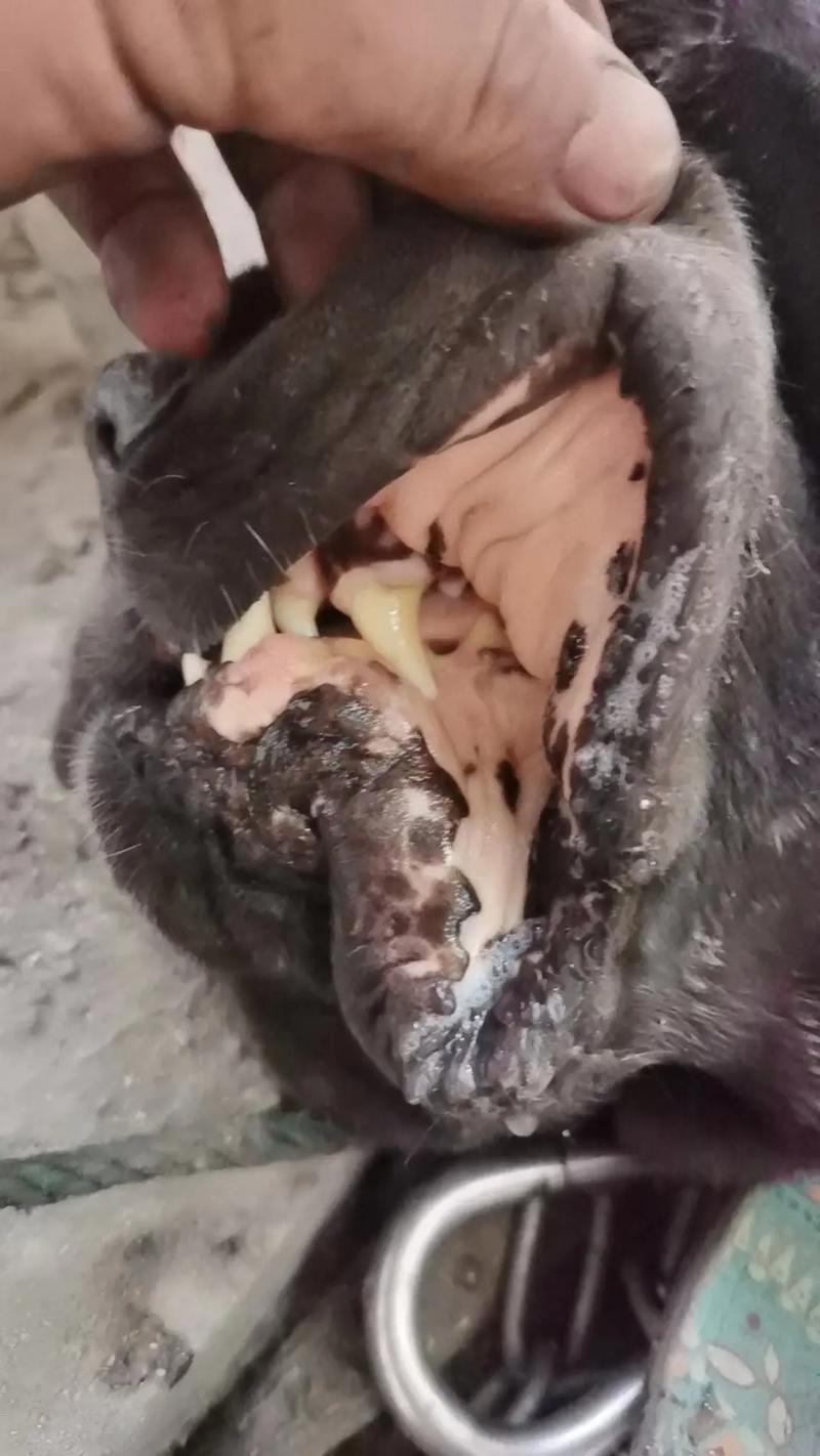 狗狗得焦虫病的症状,狗狗得焦虫病的症状图片-第7张图片 狗狗得焦虫病的症状,狗狗得焦虫病的症状图片-第7张图片
