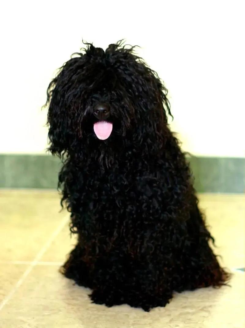 解析“波利犬与可蒙犬”你不知道的事-第2张图片 解析“波利犬与可蒙犬”你不知道的事-第2张图片