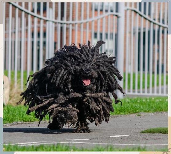 解析“波利犬与可蒙犬”你不知道的事-第3张图片 解析“波利犬与可蒙犬”你不知道的事-第3张图片
