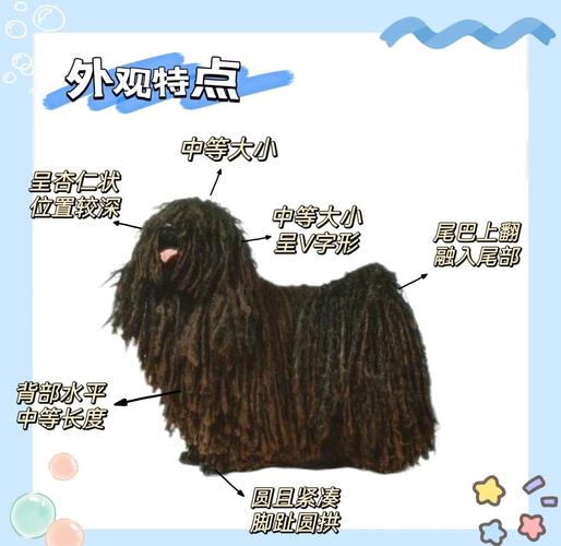 解析“波利犬与可蒙犬”你不知道的事-第4张图片 解析“波利犬与可蒙犬”你不知道的事-第4张图片
