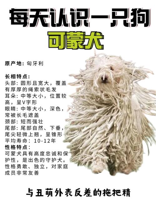 解析“波利犬与可蒙犬”你不知道的事-第6张图片 解析“波利犬与可蒙犬”你不知道的事-第6张图片