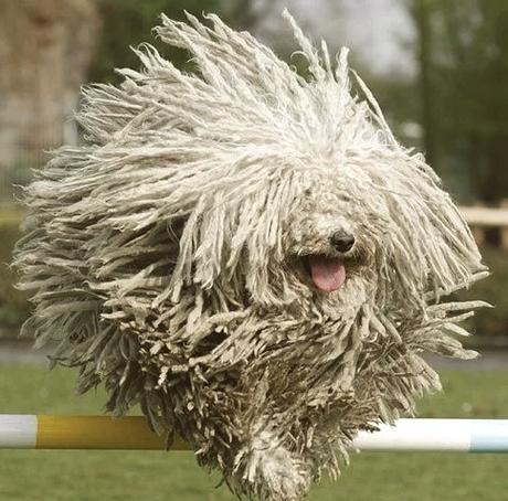 解析“波利犬与可蒙犬”你不知道的事-第8张图片 解析“波利犬与可蒙犬”你不知道的事-第8张图片