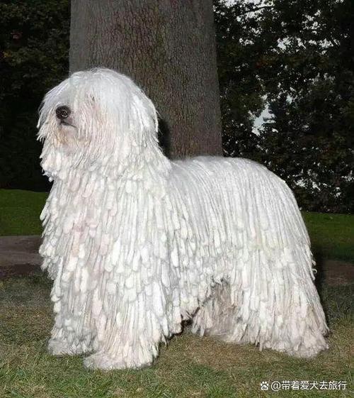 解析“波利犬与可蒙犬”你不知道的事-第9张图片 解析“波利犬与可蒙犬”你不知道的事-第9张图片