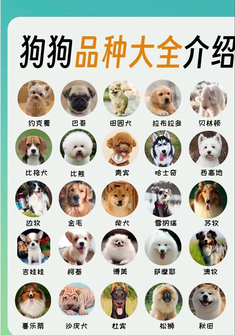 1000左右的狗品种/费用1000以内的狗