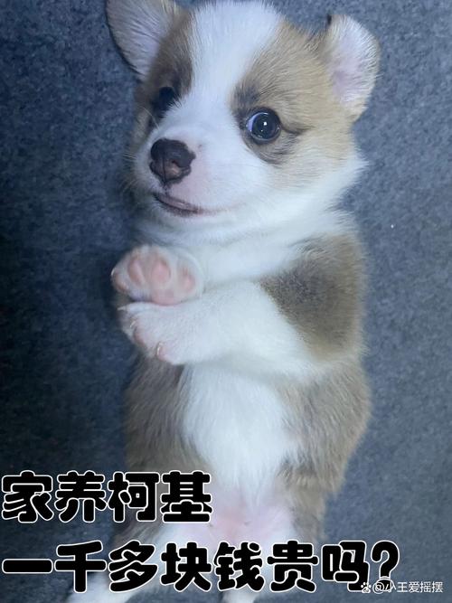 1000左右的狗品种/费用1000以内的狗-第2张图片 1000左右的狗品种/费用1000以内的狗-第2张图片