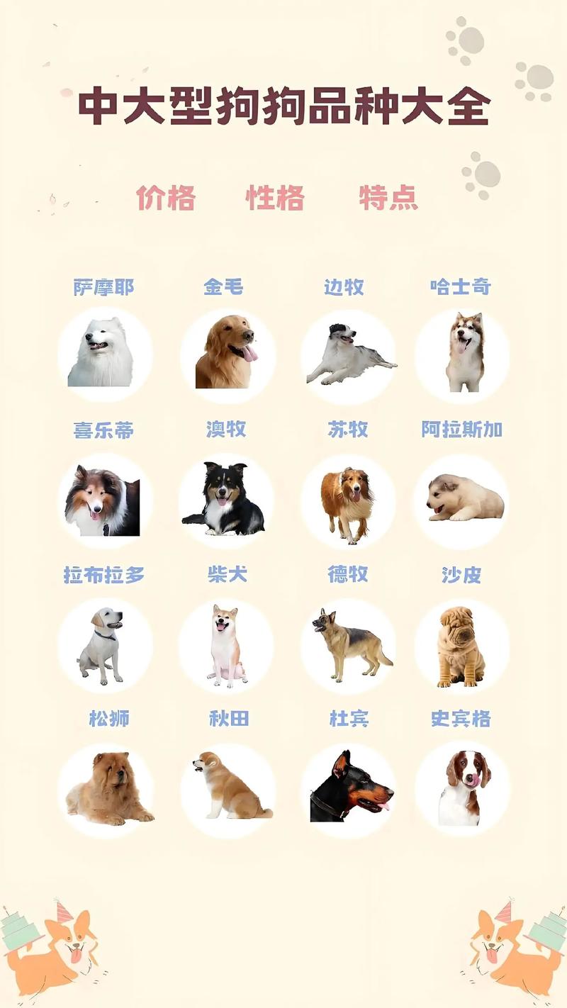 1000左右的狗品种/费用1000以内的狗-第4张图片 1000左右的狗品种/费用1000以内的狗-第4张图片