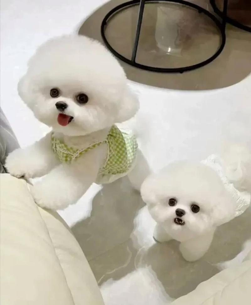 1000左右的狗品种/费用1000以内的狗-第7张图片 1000左右的狗品种/费用1000以内的狗-第7张图片