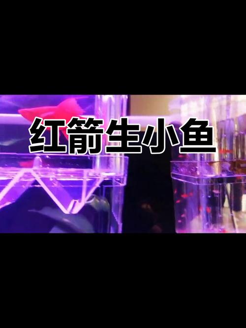 解析“刚出生的小鱼几天喂一次”你不知道的事-第1张图片 解析“刚出生的小鱼几天喂一次”你不知道的事-第1张图片
