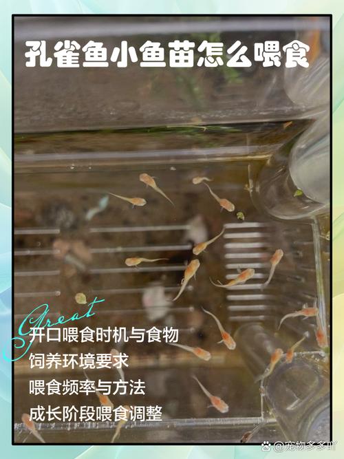 解析“刚出生的小鱼几天喂一次”你不知道的事-第4张图片 解析“刚出生的小鱼几天喂一次”你不知道的事-第4张图片