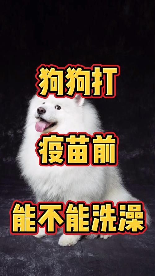 狗狗没打疫苗可以洗澡吗,狗狗没打疫苗不能洗澡怎么办-第3张图片 狗狗没打疫苗可以洗澡吗,狗狗没打疫苗不能洗澡怎么办-第3张图片