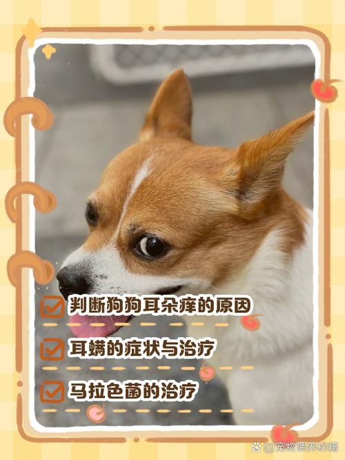 狗狗耳朵红肿痒又臭怎么治/狗狗耳螨用碘伏很有效-第1张图片 狗狗耳朵红肿痒又臭怎么治/狗狗耳螨用碘伏很有效-第1张图片