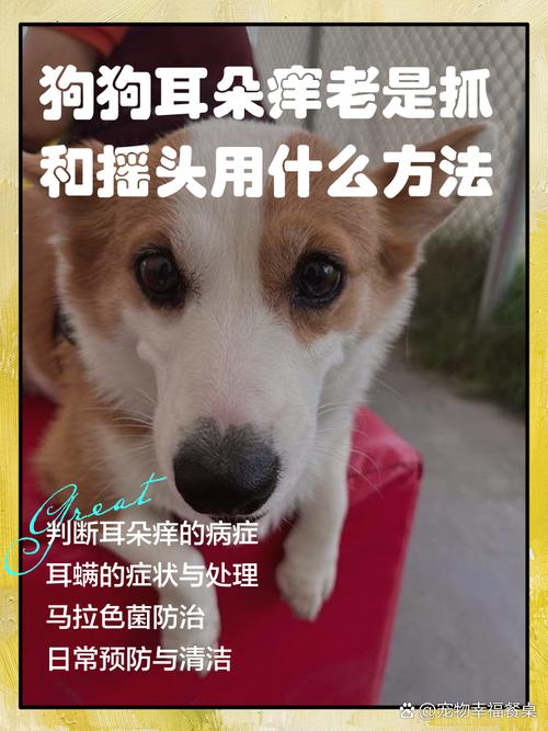 狗狗耳朵红肿痒又臭怎么治/狗狗耳螨用碘伏很有效-第2张图片 狗狗耳朵红肿痒又臭怎么治/狗狗耳螨用碘伏很有效-第2张图片