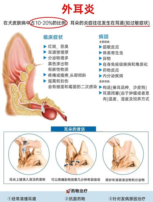 狗狗耳朵红肿痒又臭怎么治/狗狗耳螨用碘伏很有效-第3张图片 狗狗耳朵红肿痒又臭怎么治/狗狗耳螨用碘伏很有效-第3张图片
