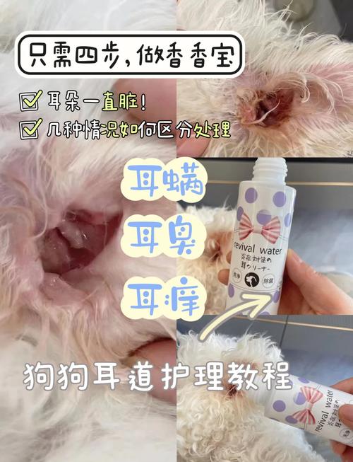 狗狗耳朵红肿痒又臭怎么治/狗狗耳螨用碘伏很有效-第4张图片 狗狗耳朵红肿痒又臭怎么治/狗狗耳螨用碘伏很有效-第4张图片