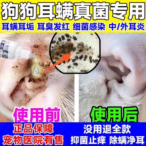 狗狗耳朵红肿痒又臭怎么治/狗狗耳螨用碘伏很有效-第6张图片 狗狗耳朵红肿痒又臭怎么治/狗狗耳螨用碘伏很有效-第6张图片
