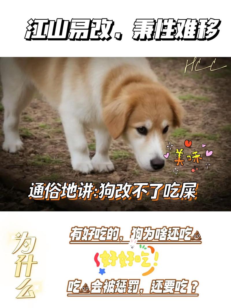 狗真的吃屎么-狗吃屎脏吗-第6张图片 狗真的吃屎么-狗吃屎脏吗-第6张图片