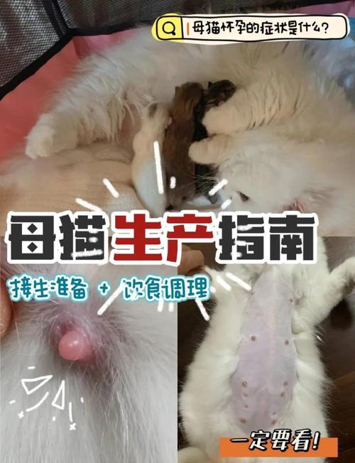 猫怀孕多久/猫怀孕多久肚子大起来