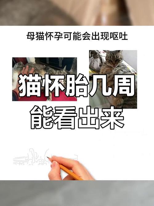 猫怀孕多久/猫怀孕多久肚子大起来-第7张图片 猫怀孕多久/猫怀孕多久肚子大起来-第7张图片