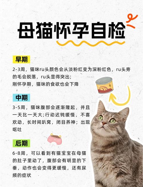 猫怀孕多久/猫怀孕多久肚子大起来-第8张图片 猫怀孕多久/猫怀孕多久肚子大起来-第8张图片