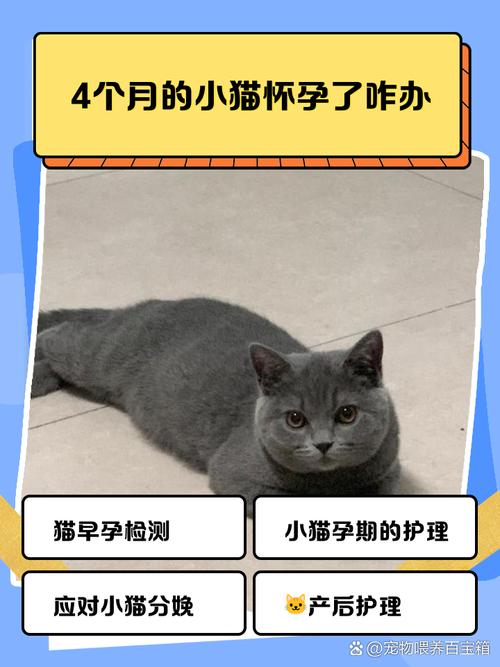 猫怀孕多久/猫怀孕多久肚子大起来-第9张图片 猫怀孕多久/猫怀孕多久肚子大起来-第9张图片