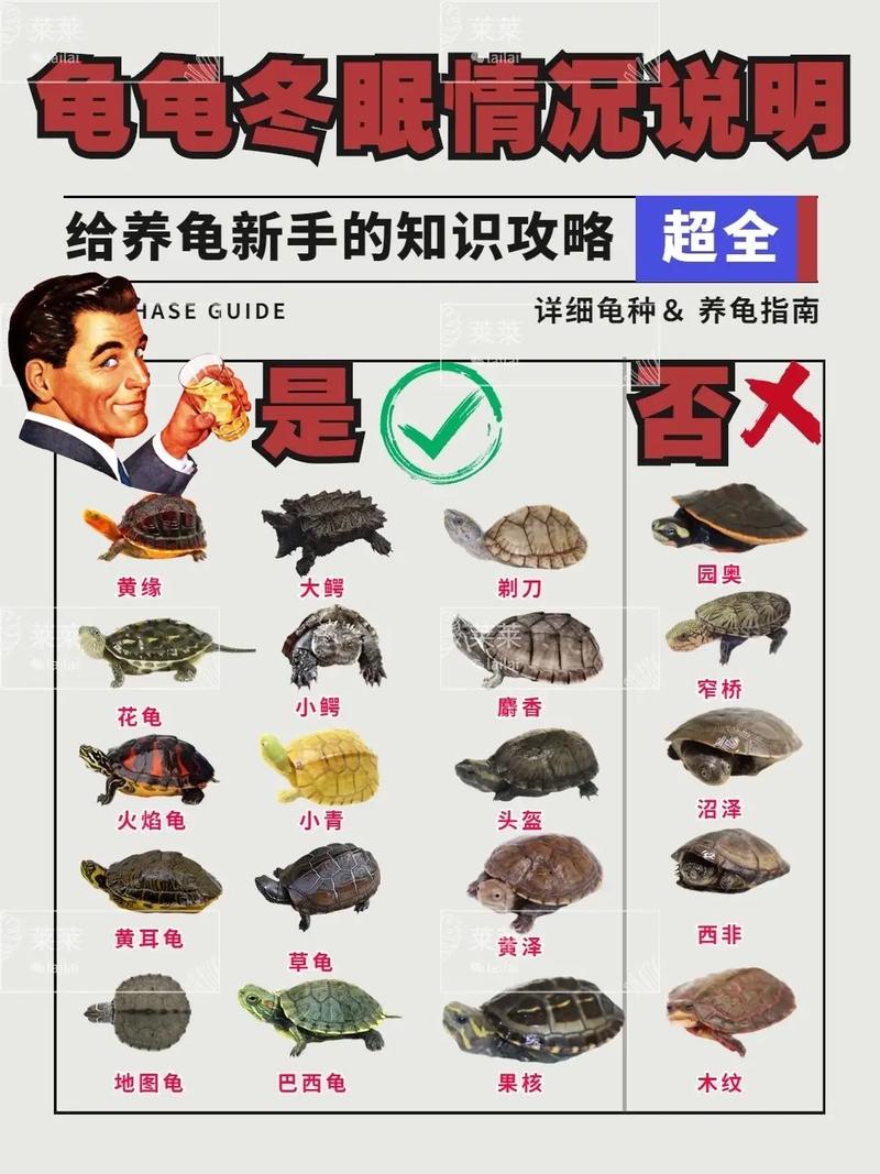 怎么养乌龟/怎么养乌龟蛋