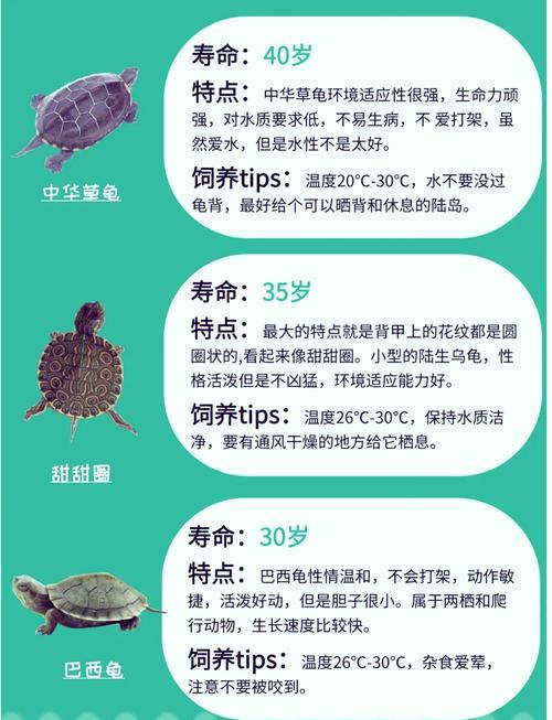 怎么养乌龟/怎么养乌龟蛋-第6张图片 怎么养乌龟/怎么养乌龟蛋-第6张图片