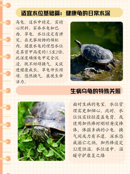 怎么养乌龟/怎么养乌龟蛋-第7张图片 怎么养乌龟/怎么养乌龟蛋-第7张图片