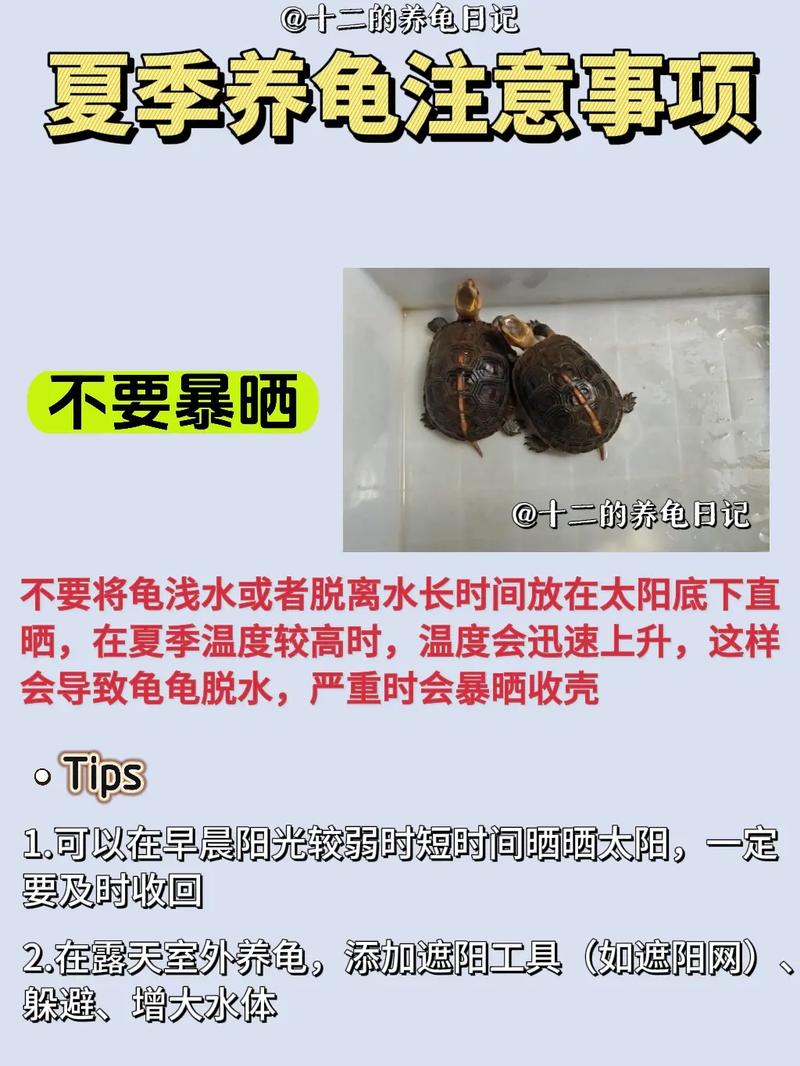 怎么养乌龟/怎么养乌龟蛋-第8张图片 怎么养乌龟/怎么养乌龟蛋-第8张图片