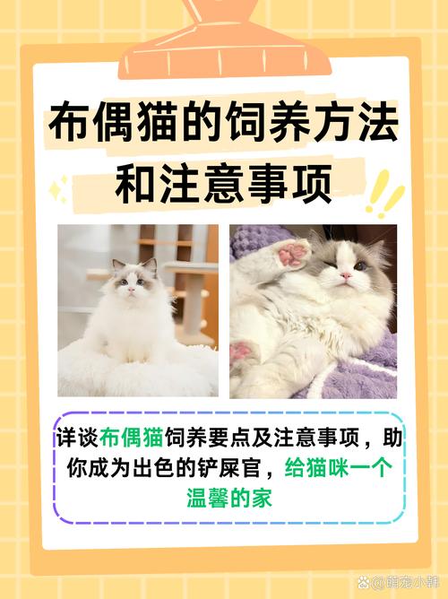 解析“如何养好一只布偶猫”你不知道的事