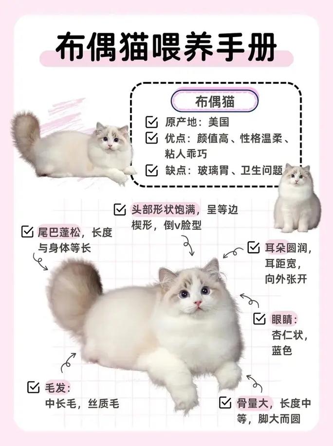 解析“如何养好一只布偶猫”你不知道的事-第3张图片 解析“如何养好一只布偶猫”你不知道的事-第3张图片