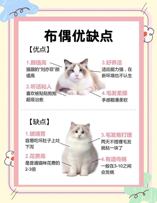 解析“如何养好一只布偶猫”你不知道的事-第5张图片 解析“如何养好一只布偶猫”你不知道的事-第5张图片