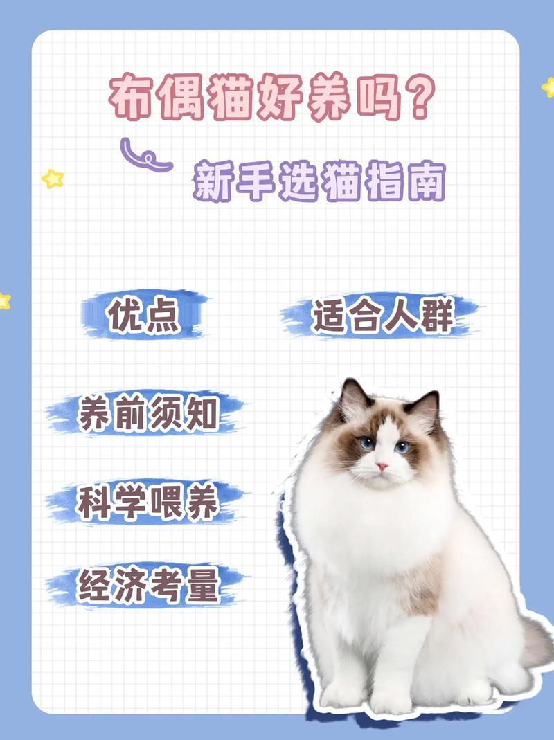 解析“如何养好一只布偶猫”你不知道的事-第6张图片 解析“如何养好一只布偶猫”你不知道的事-第6张图片