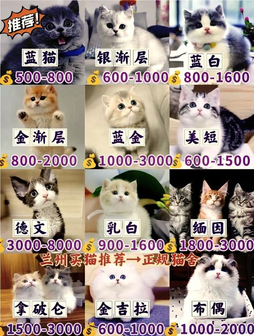 布偶猫的费用一般多少钱一只，布偶猫价位一般在多少