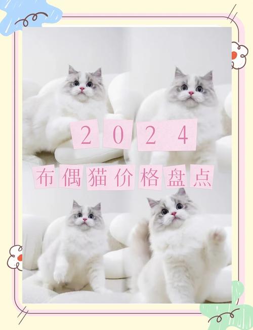 布偶猫的费用一般多少钱一只,布偶猫价位一般在多少-第2张图片 布偶猫的费用一般多少钱一只,布偶猫价位一般在多少-第2张图片
