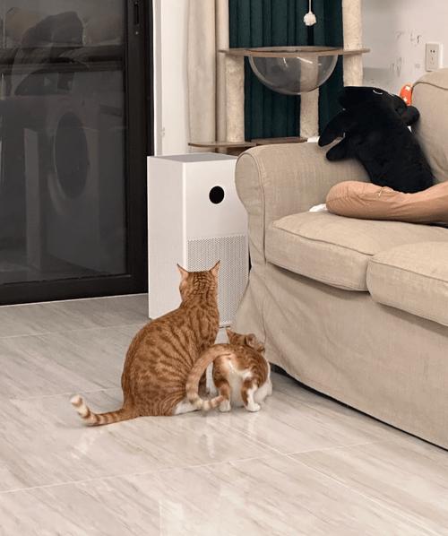猫咪什么时候发情期/猫咪什么时候发情期正常
