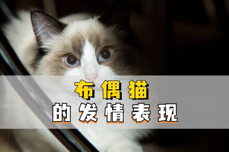 猫咪什么时候发情期/猫咪什么时候发情期正常-第3张图片 猫咪什么时候发情期/猫咪什么时候发情期正常-第3张图片