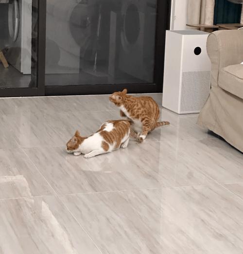 猫咪什么时候发情期/猫咪什么时候发情期正常-第4张图片 猫咪什么时候发情期/猫咪什么时候发情期正常-第4张图片
