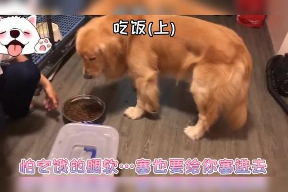 狗狗发情是什么意思-狗狗发情了有哪些症状-第2张图片 狗狗发情是什么意思-狗狗发情了有哪些症状-第2张图片