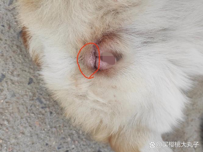 狗狗发情是什么意思-狗狗发情了有哪些症状-第3张图片 狗狗发情是什么意思-狗狗发情了有哪些症状-第3张图片