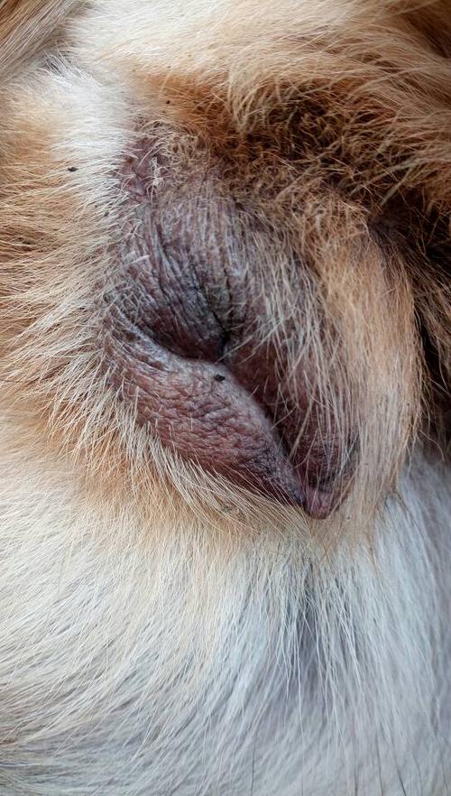 狗狗发情是什么意思-狗狗发情了有哪些症状-第5张图片 狗狗发情是什么意思-狗狗发情了有哪些症状-第5张图片