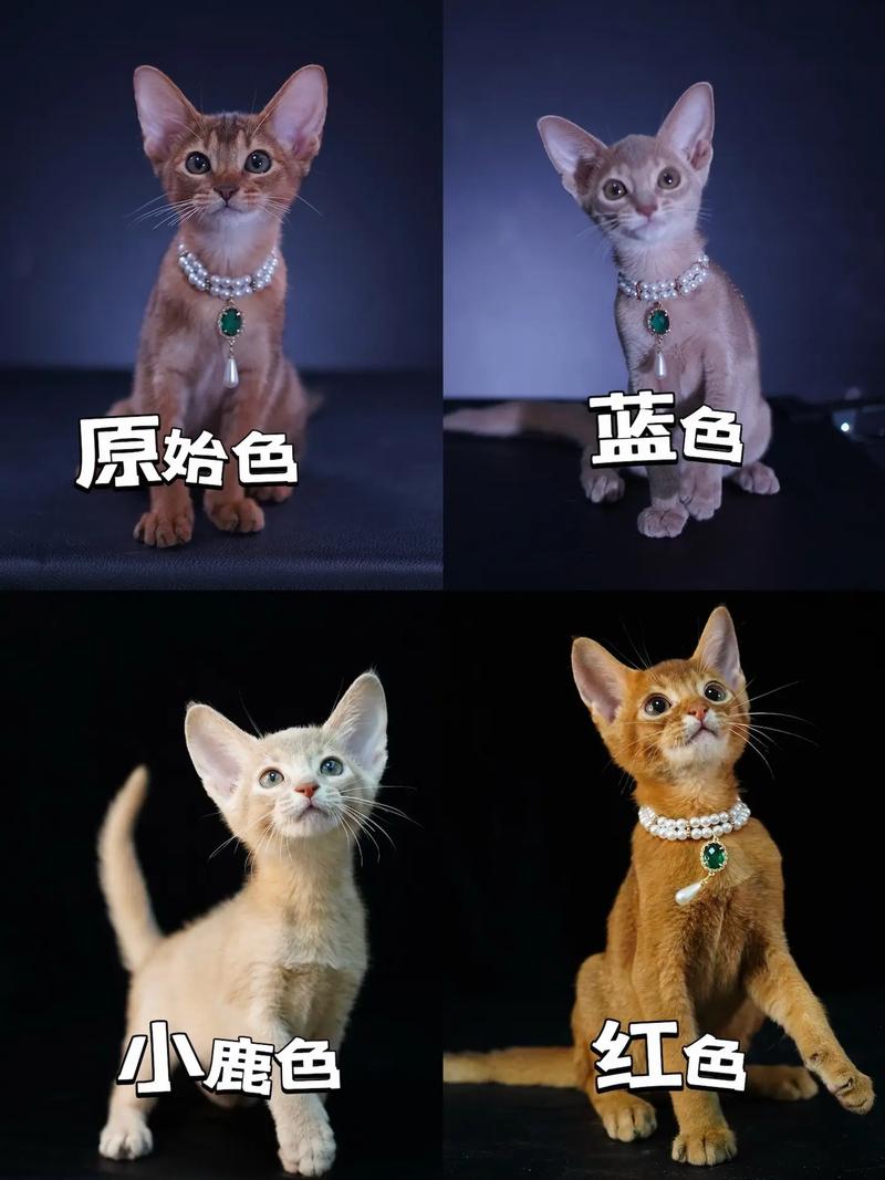 作为消费者“猫咪喜欢什么颜色”你不能不知道-第1张图片 作为消费者“猫咪喜欢什么颜色”你不能不知道-第1张图片