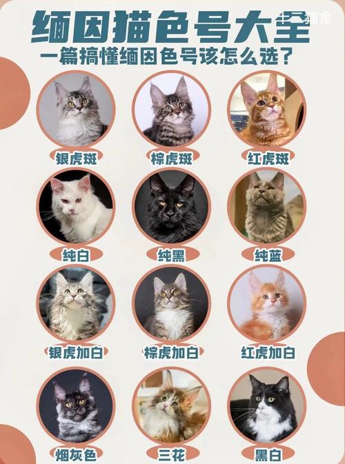 作为消费者“猫咪喜欢什么颜色”你不能不知道-第6张图片 作为消费者“猫咪喜欢什么颜色”你不能不知道-第6张图片