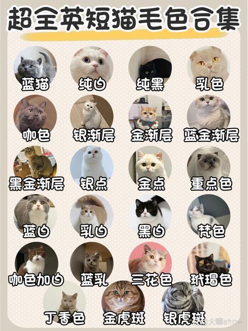 作为消费者“猫咪喜欢什么颜色”你不能不知道-第8张图片 作为消费者“猫咪喜欢什么颜色”你不能不知道-第8张图片