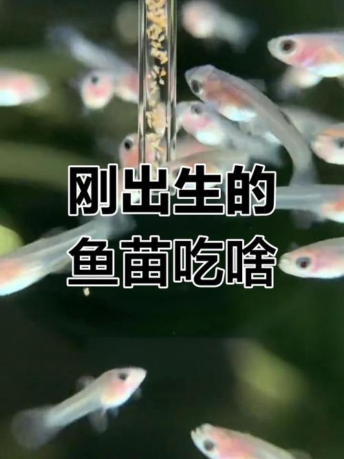 刚出生的小鱼吃什么比较好,刚出生的小鱼吃什么长得快-第1张图片 刚出生的小鱼吃什么比较好,刚出生的小鱼吃什么长得快-第1张图片