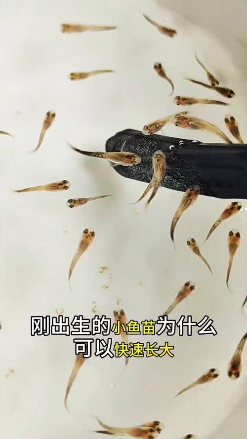 刚出生的小鱼吃什么比较好,刚出生的小鱼吃什么长得快-第3张图片 刚出生的小鱼吃什么比较好,刚出生的小鱼吃什么长得快-第3张图片