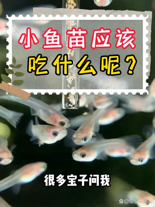 刚出生的小鱼吃什么比较好,刚出生的小鱼吃什么长得快-第6张图片 刚出生的小鱼吃什么比较好,刚出生的小鱼吃什么长得快-第6张图片