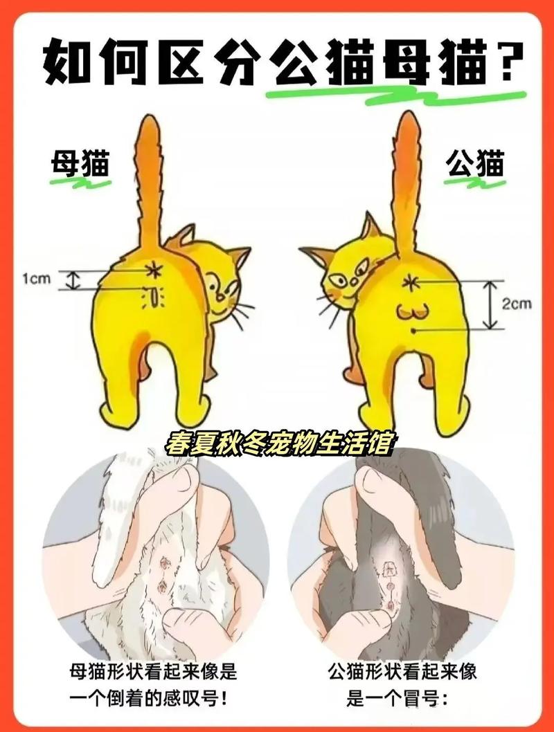 作为消费者“如何分辨公猫母猫”你不能不知道-第1张图片 作为消费者“如何分辨公猫母猫”你不能不知道-第1张图片
