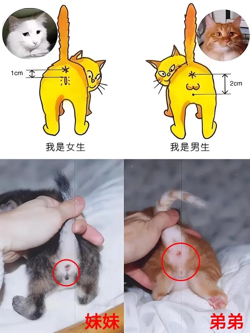 作为消费者“如何分辨公猫母猫”你不能不知道-第10张图片 作为消费者“如何分辨公猫母猫”你不能不知道-第10张图片